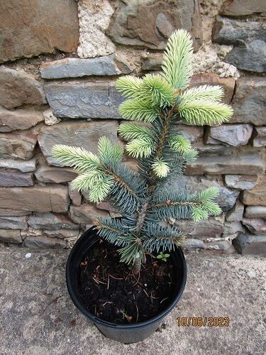 Picea pungens bialobok 35-40cm, bushy
