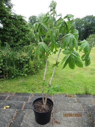 Kalopanax septemlobus maximowiczii TWIN STEM 15L 150-155x95cm(width taken in last summer) 150 to the highest bud now....just breaking bud now(19.04.25) Kalopanax septemlobus maximowiczii TWIN STEM 15L 150-155x95cm(width taken in last summer) 150 to the highest bud now....just breaking bud now(19.04.25)