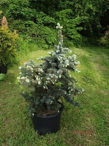 Picea pungens koster 20L 85-90cm EXACT ITEM OFFER
