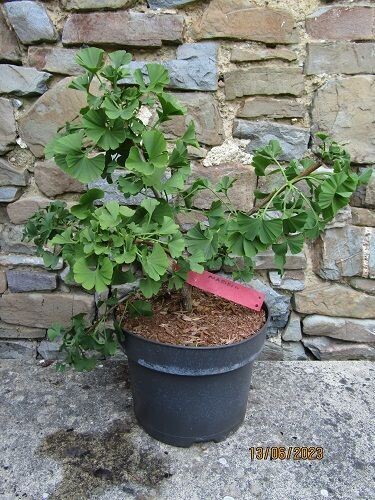 Ginkgo biloba Mariken 5L 35-40cm