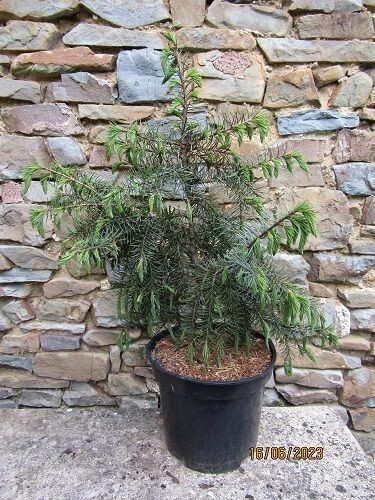 Picea breweriana, 7.5L 60-70x60cm