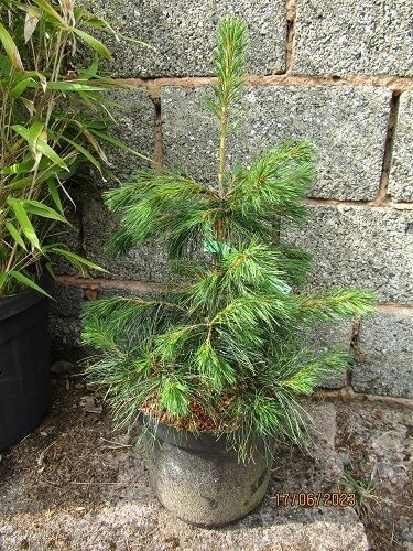 Pinus monticola 10L 60-75cm