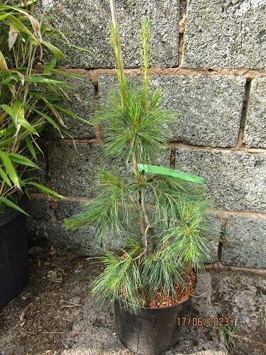 Pinus strobus pendula 7.5L 65-75 cm