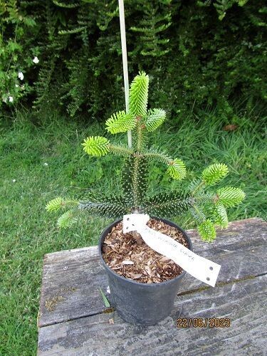 Abies numidica glauca, blue Algerian fir 1L 20-25cm