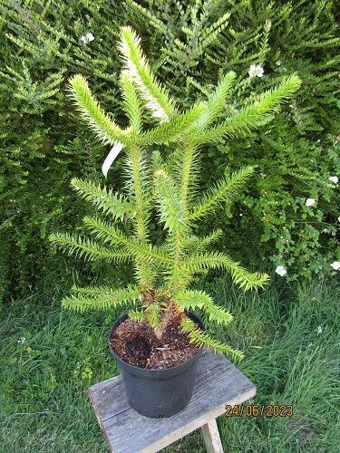 Araucaria araucana twin stem 10L 80-85x60cm spread EXACT ITEM