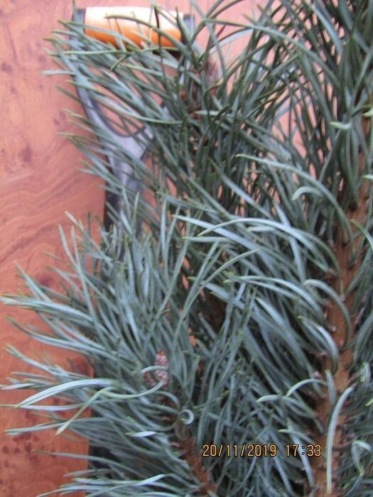 Pinus sylvestris fastigiata 10L 95-105cm