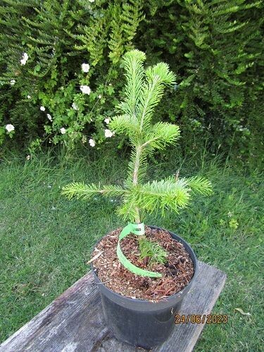 Abies siberica, Siberian fir 40-45cm, lime tolerant