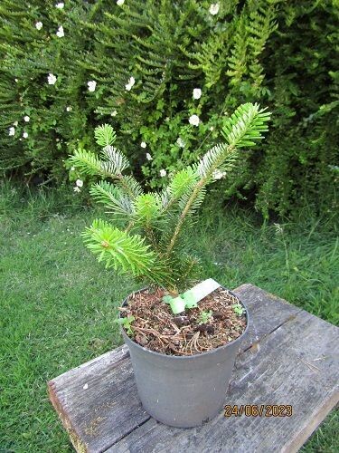 Abies homolepis, Nikko fir, 26-35cm, please call the office