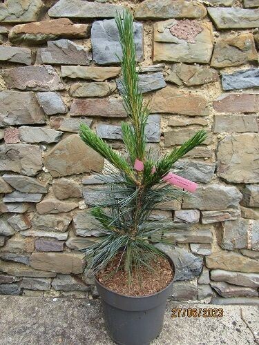 Pinus flexilis vanderwolfs pyramid 5L 90-100cm
