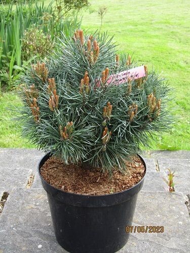 Pinus sylvestris chantry blue 10L 45-50x45cm