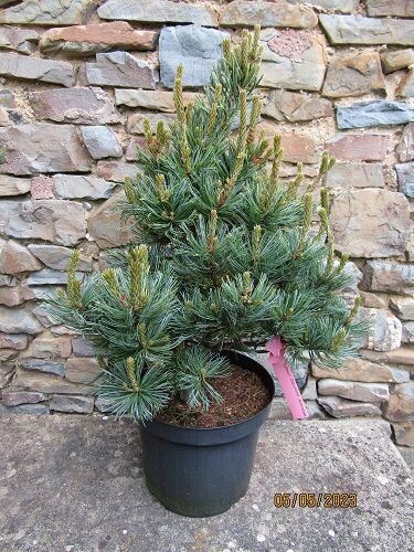 Pinus parviflora  arakawa, rough bark Japanese white pine 15L 80-90cm the forms vary across the stock
