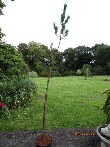 Pinus radiata, monterey pine 7.5L 190-230cm