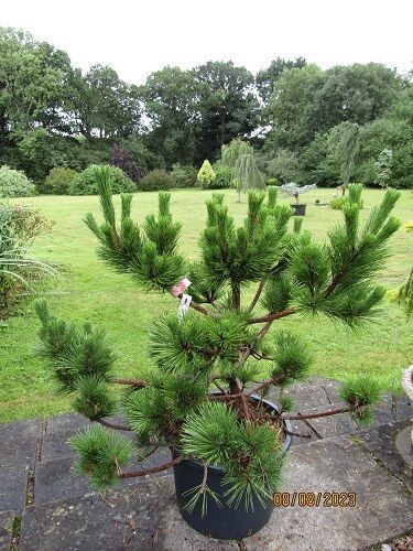Pinus thunbergii sayonara,  Japanese black pine, 25L 80-90x100cm EXACT ITEM OFFER