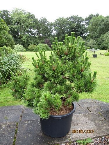 Pinus thunbergii banshosho 40L 100-110x110cm EXACT ITEM OFFER