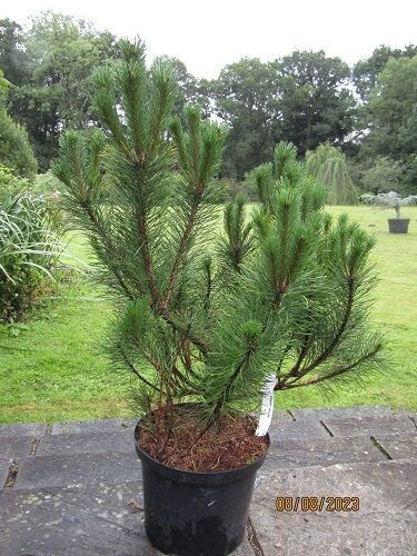 Pinus mugo 10L 90-100x85cm