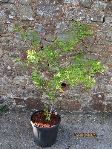 Ulmus parviflora, Chinese/Lacebark elm DED resistant 10-15cm seedling