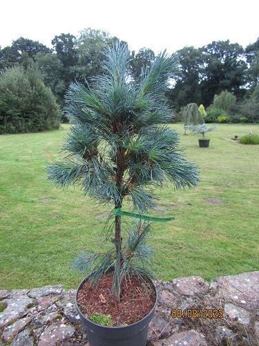 Pinus monticola ammerland 7.5L 85-90cm