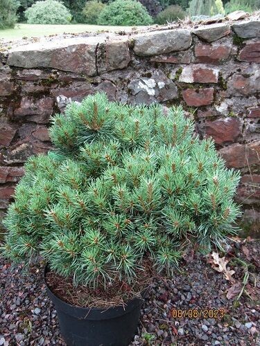 Pinus sylvestris baron 10L 40-50x50cm, EXACT ITEM OFFER