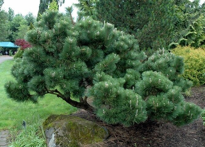 Pinus thunbergii thunderhead 10L 58-65cm EXACT ITEM OFFER