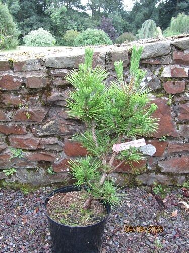 Pinus thunbergii thunderhead 7.5L 65-70cm EXACT ITEM OFFER