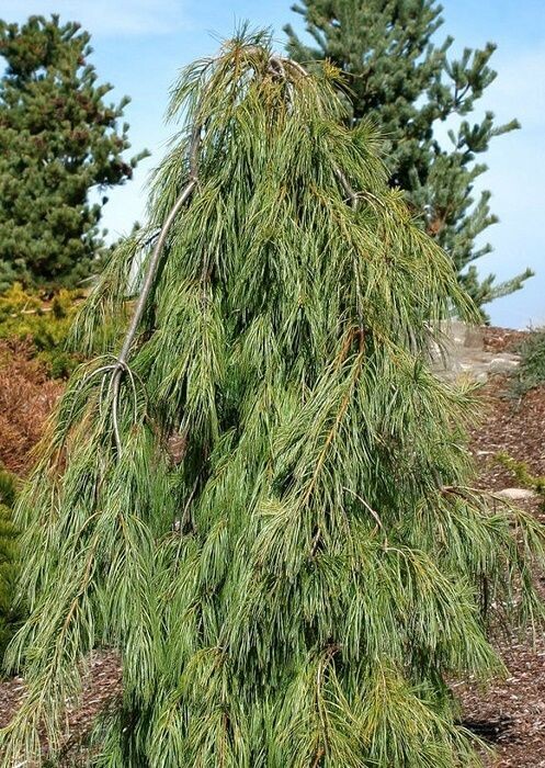 Pinus strobus angel falls 5L 60-70cm