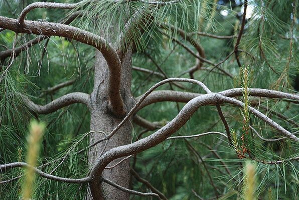 Pinus attenuata, knobcone pine (syn. P. tuberculata) 40-50cm