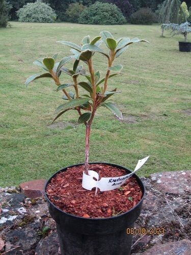 Rhododendron Lady Alice Fitzwilliam 25-30cm