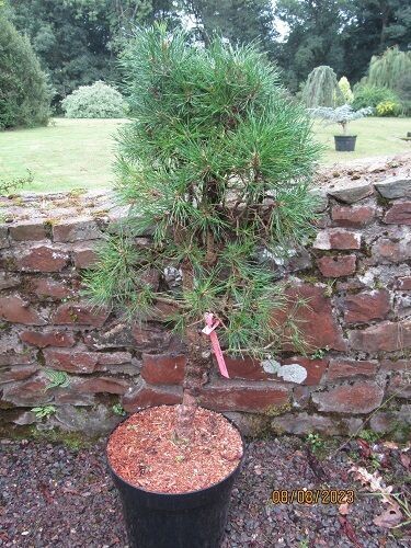 Pinus nigra moseri, 15L 90-95cm  20yrs plus SPECIMEN