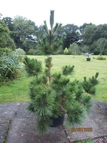 Pinus thunbergii sayonara,  Japanese black pine, 25L 105-115x95 EXACT ITEM OFFER