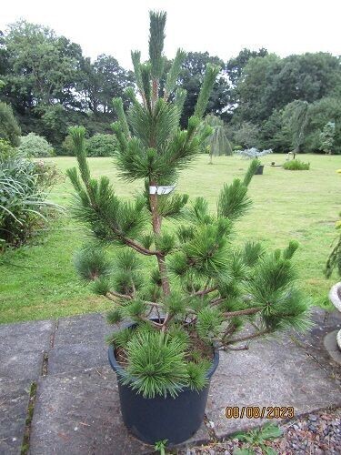 Pinus thunbergii sayonara,  Japanese black pine, 25L 105-115x95cm
 EXACT ITEM OFFER
