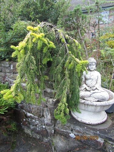 Picea abies gold drift 12L 75 drop x 75cm spread @ 18yrs old