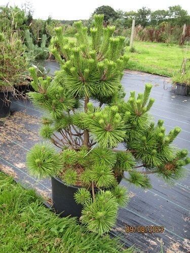 Pinus thunbergii banshosho 40L 85-90x90cm EXACT ITEM OFFER