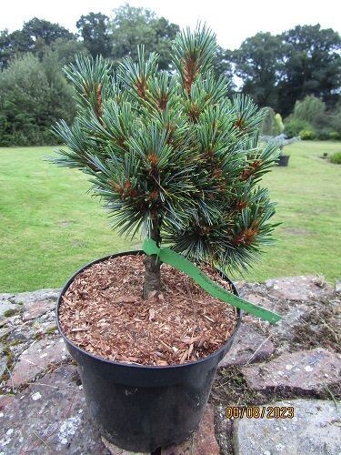 Pinus koraiensis blue ball 4L 28x25cm