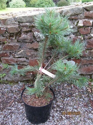 Pinus sylvestris Louisiana lake 7.5L 65-70x65cm