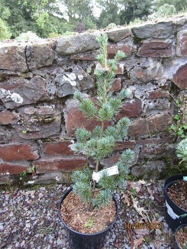 Pinus parviflora shikoku-goyo 10L 80-90cm