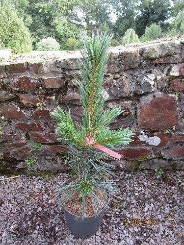 Pinus flexilis vanderwolfs pyramid 5L 65-75cm