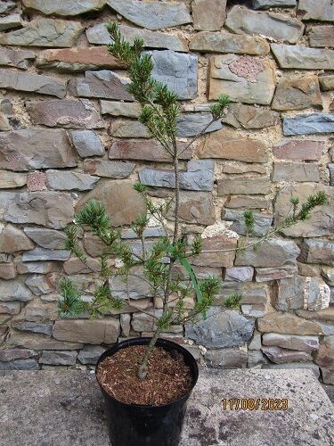 Pinus parviflora zui sho 7.5L 85-95x65cm