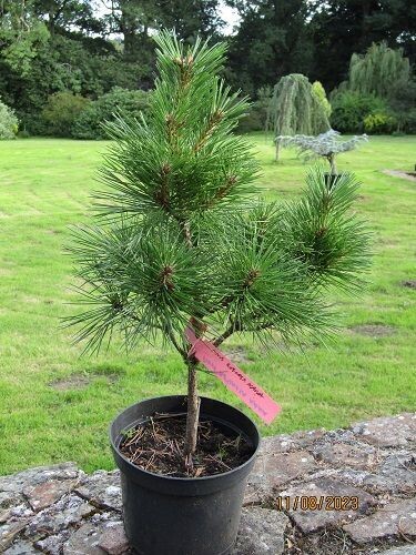 Pinus resinosa nana 48-55x35cm