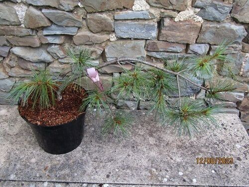 Pinus strobus pendula 5L 70cm spread