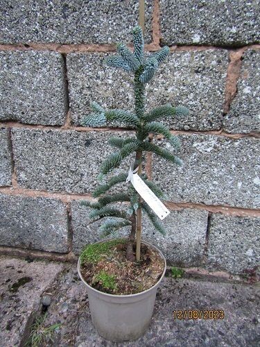 Abies procera glauca 55-60cm
