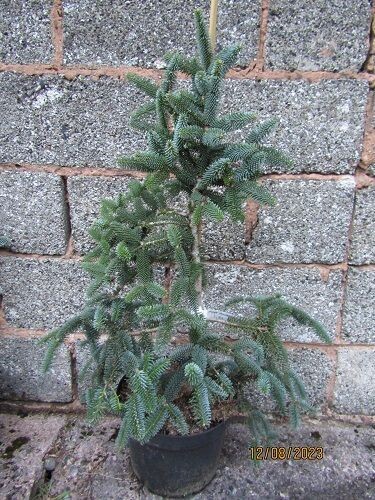 Abies pinsapo soltau 10L 80-90x75cm