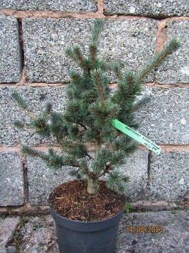 Pinus parviflora shika-shima 5L  50-60x50cm