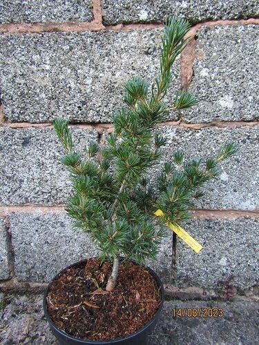 Pinus parviflora Baaschs form 5L 55-65cm