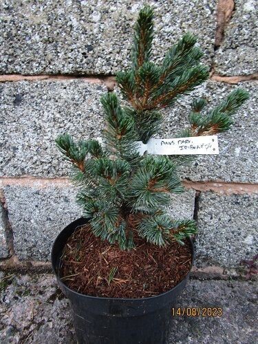 Pinus parviflora Iri-bune 7.5L 50-55cm