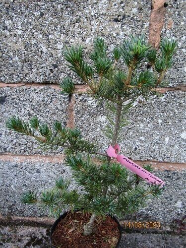 Pinus parviflora Ha-tzumari goyo 50-60cm