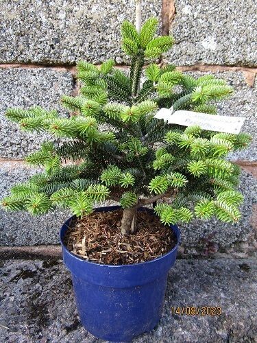 Abies nordmanniana subsp. Dobřichovice 5L 40-45cm
