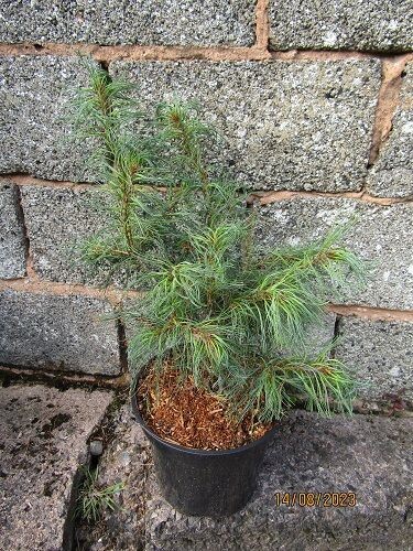 Pinus strobus torulosa 7.5L 50-55x50cm