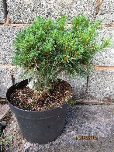 Pinus strobus tiny kurls 10L 30-35x36 cm
