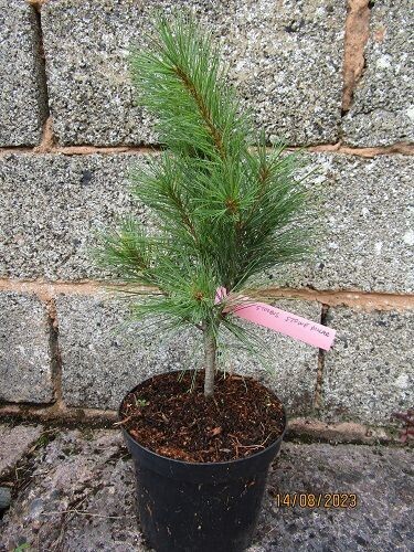 Pinus strobus stowe pillar 43-50 cm