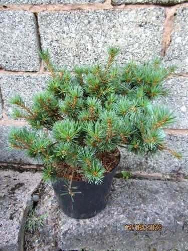 Pinus parviflora Kane-ko 7.5L 35-40x50+cm
